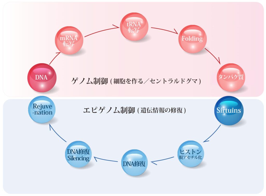 ゲノムエピゲノムのサイクル概念図